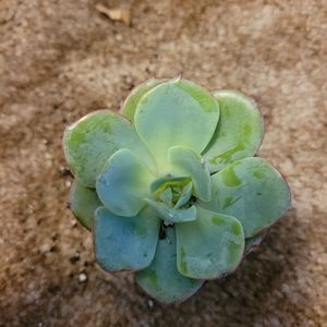 2 inch green and blue succulent